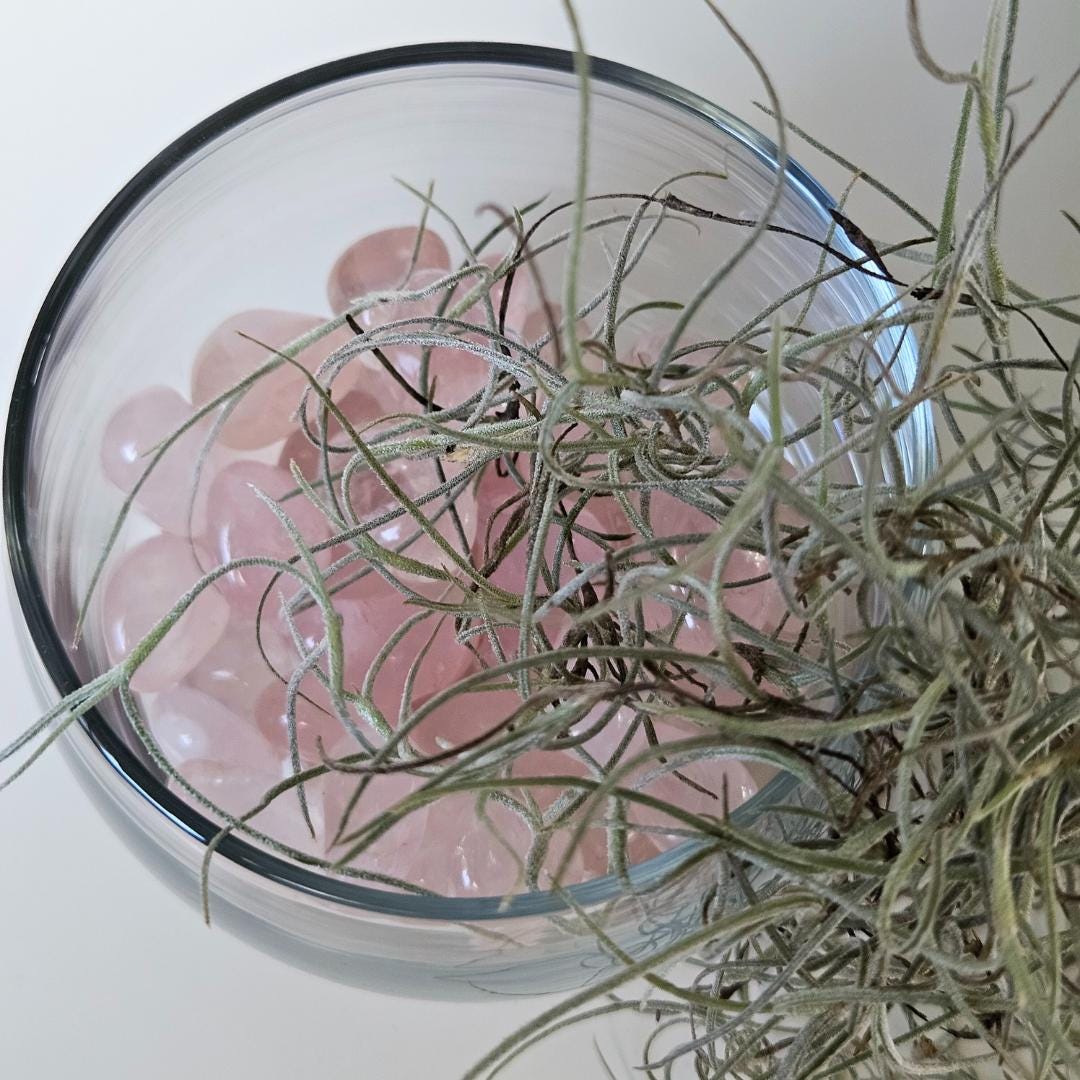 Crystal Decor Bowl Air Plant Arrangement in Terrarium Natural Rose Qua