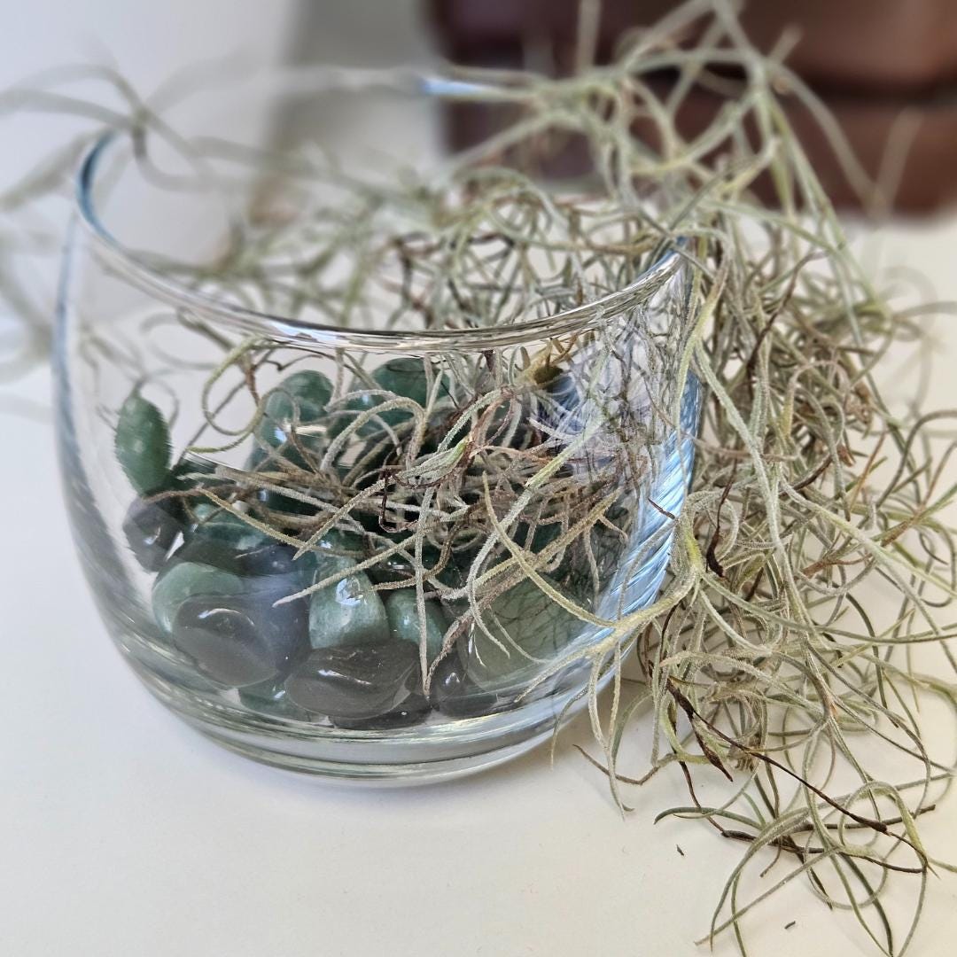 Crystal Decor Bowl Air Plant Arrangement in Terrarium Natural Rose Qua