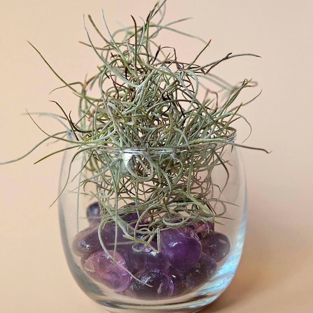 Crystal Decor Bowl Air Plant Arrangement in Terrarium Natural Rose Qua