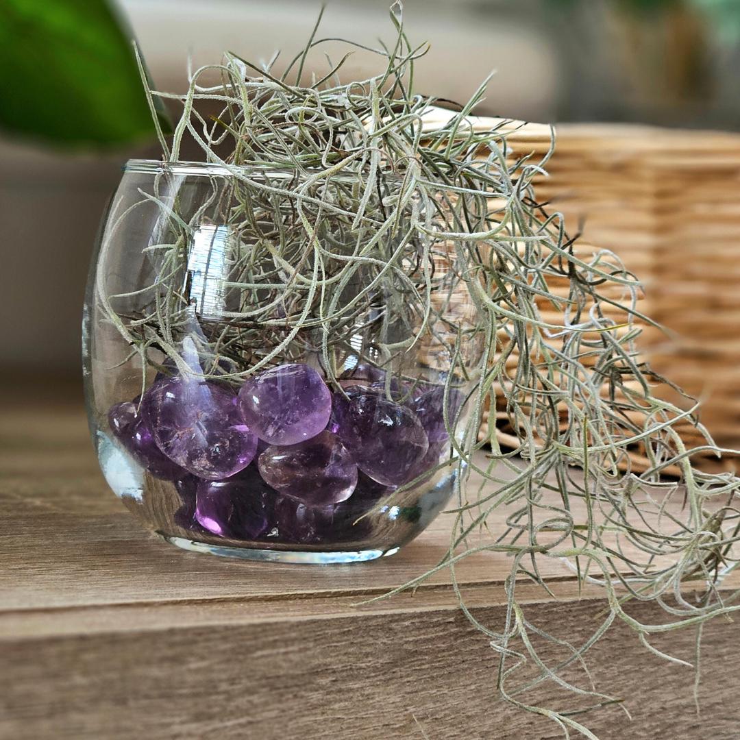 Crystal Decor Bowl Air Plant Arrangement in Terrarium Natural Rose Qua