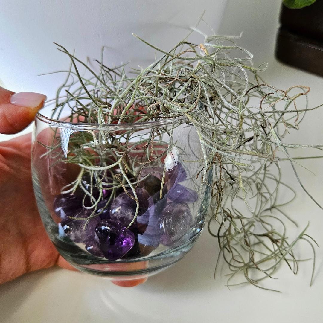 Crystal Decor Bowl Air Plant Arrangement in Terrarium Natural Rose Qua