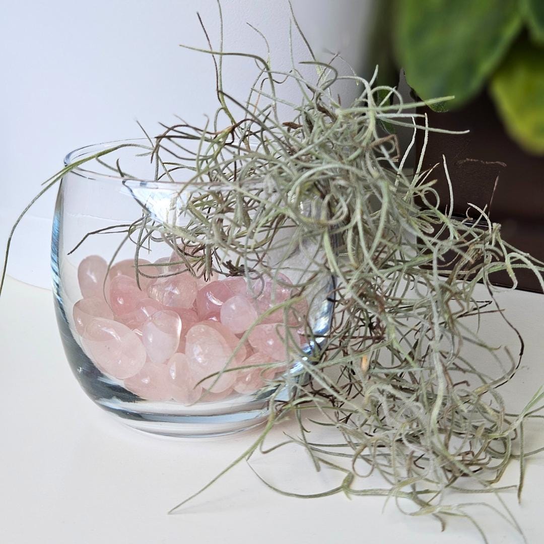Crystal Decor Bowl Air Plant Arrangement in Terrarium Natural Rose Qua